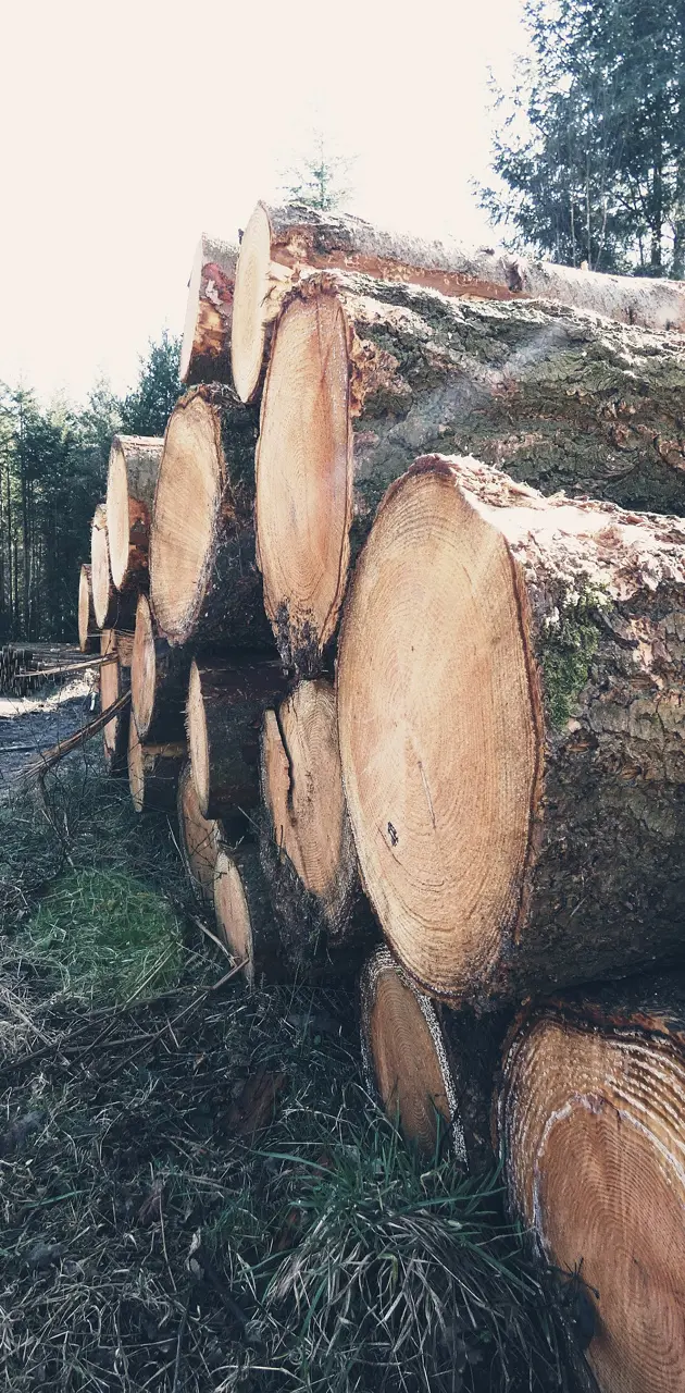 Tree Logs