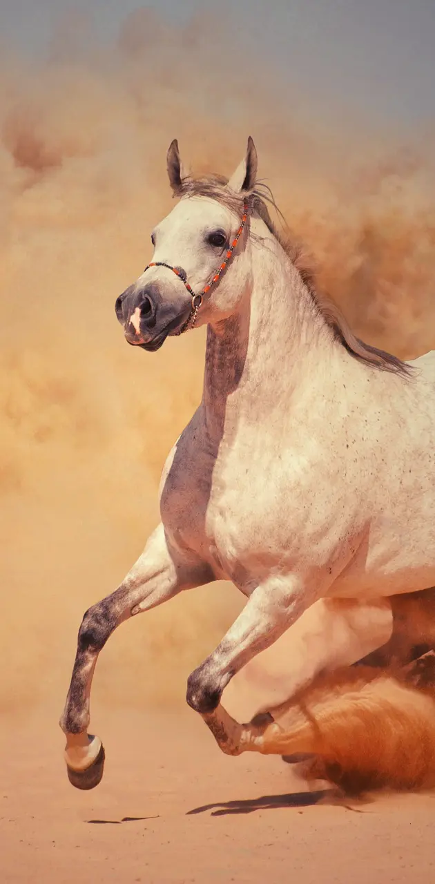 HORSE WHITE