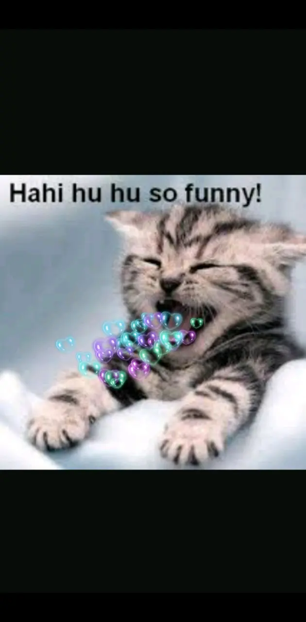 Funny cat