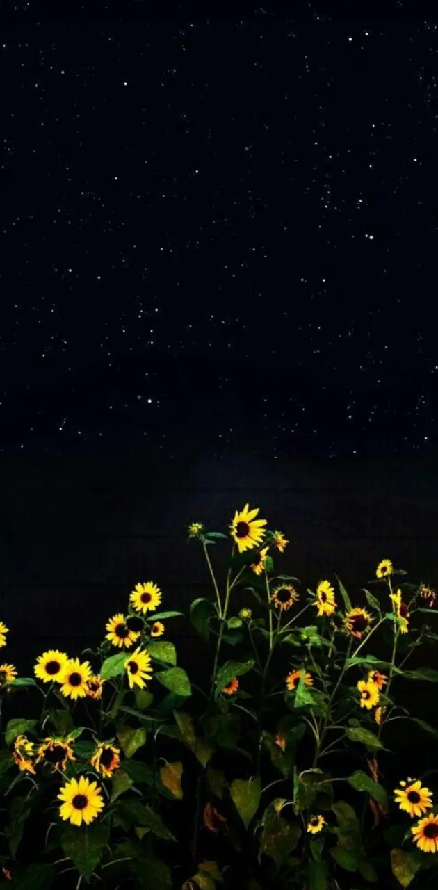 Flowers at Night 