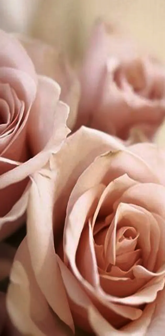 Pink  Roses