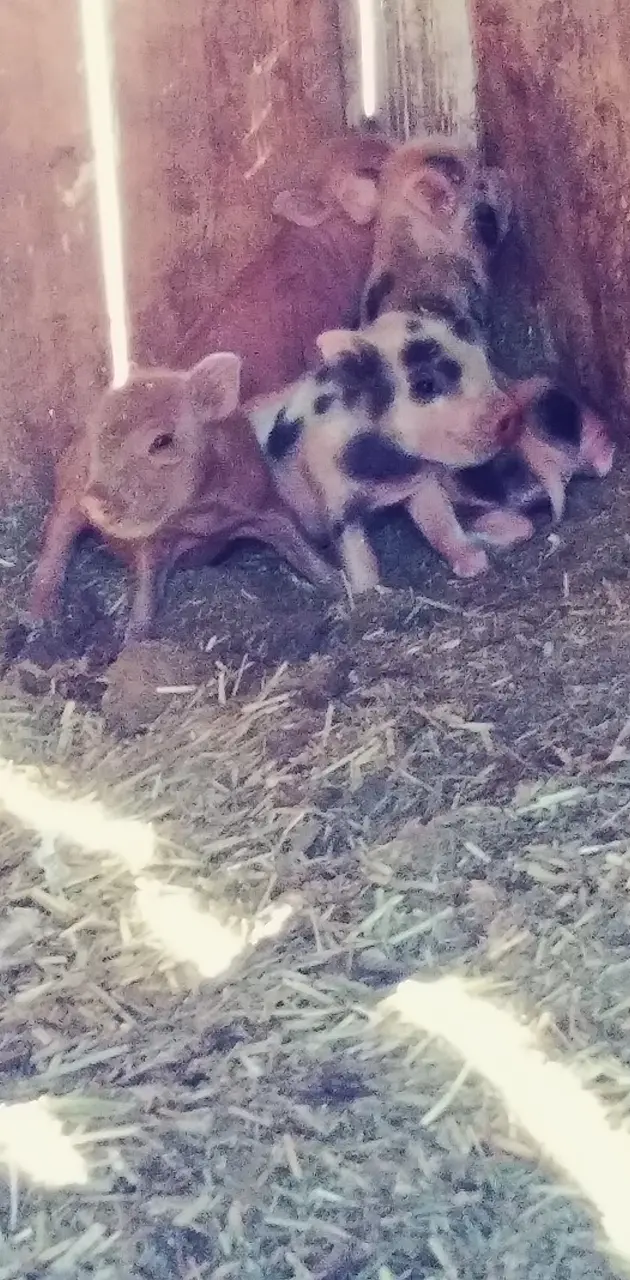 Cute as a pig