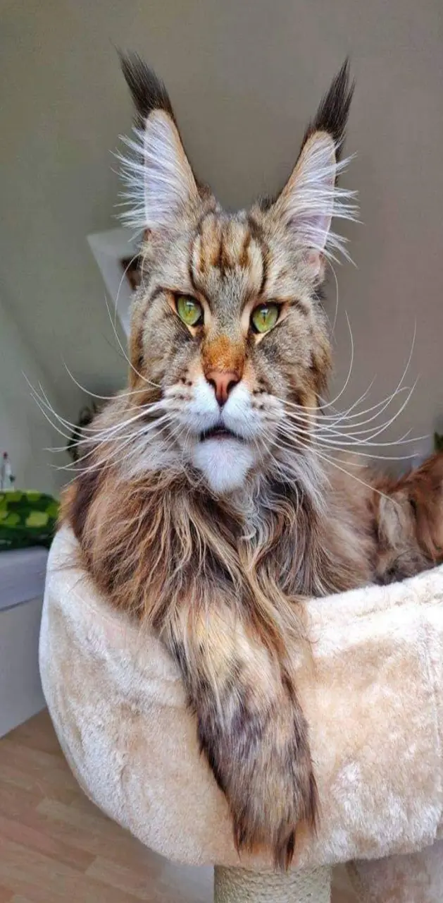Lynx cat bob