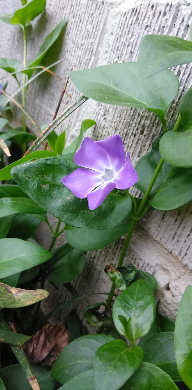 Purples flower