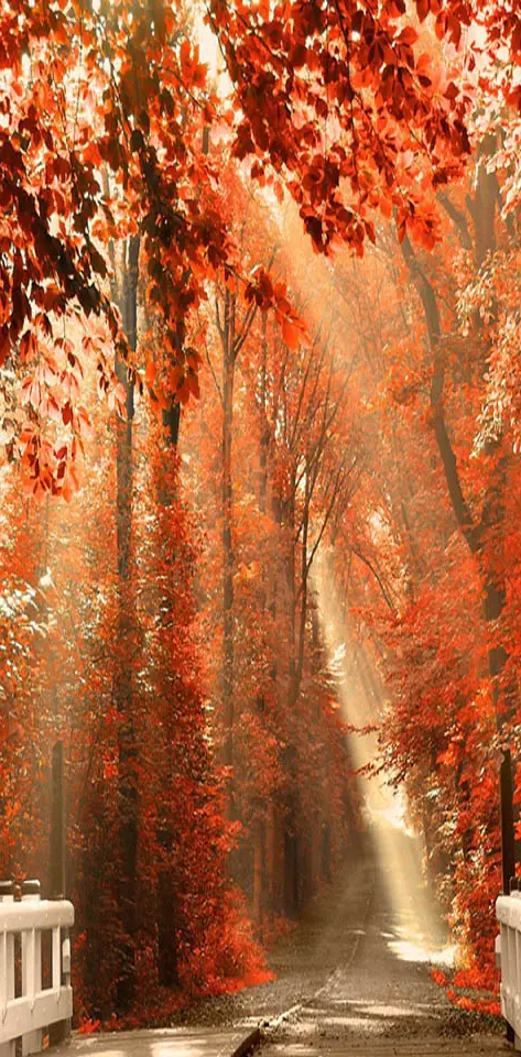 Nature Autumn Forest