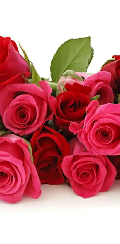 Roses for u