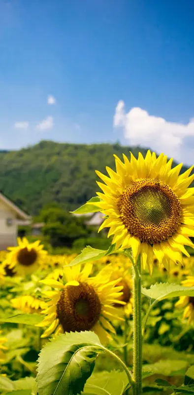 Sun Flower In Field
