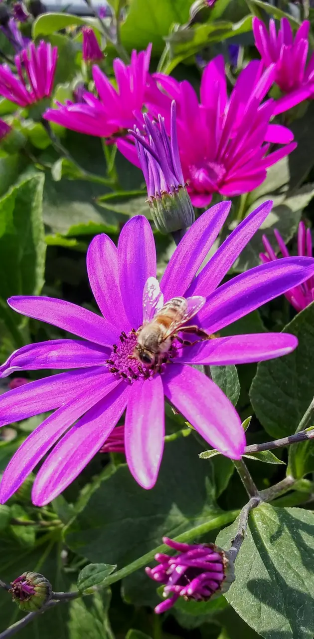 Purple flower bee