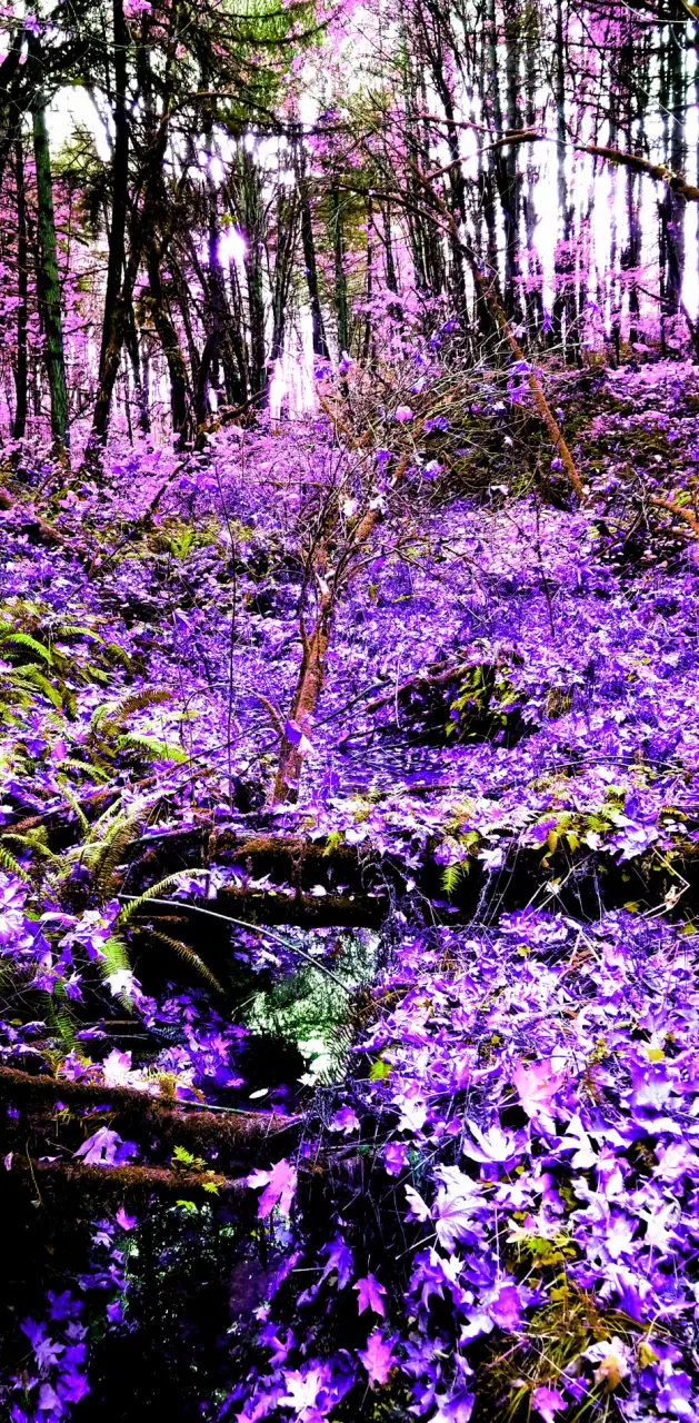 Purple nature edit