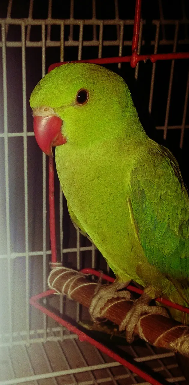 parrot king