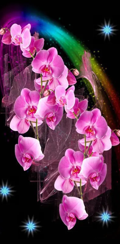 Orchid by Ofra-na