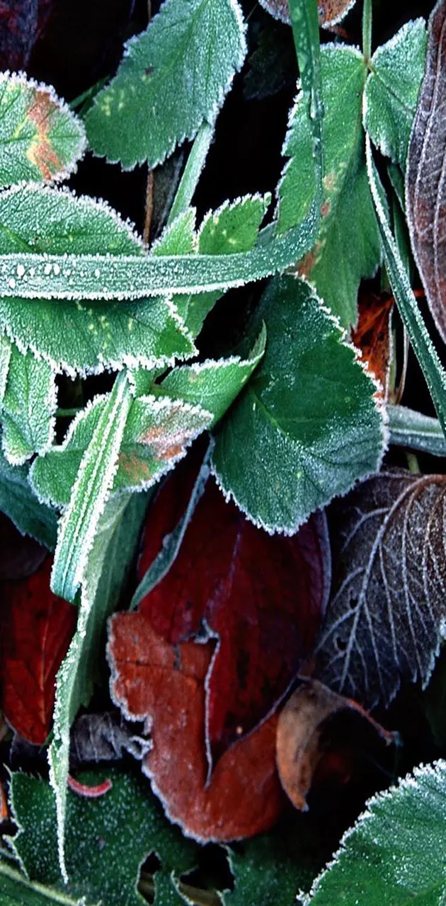 Ice green leaves