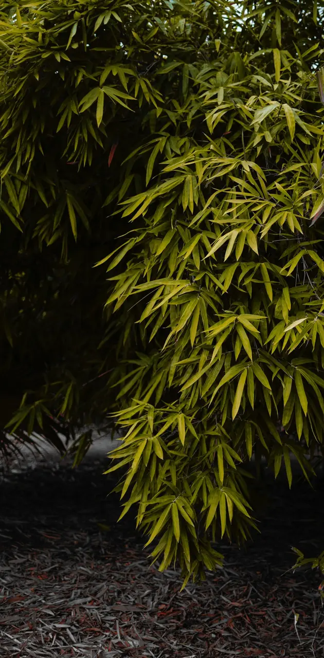 Bamboo tree 
