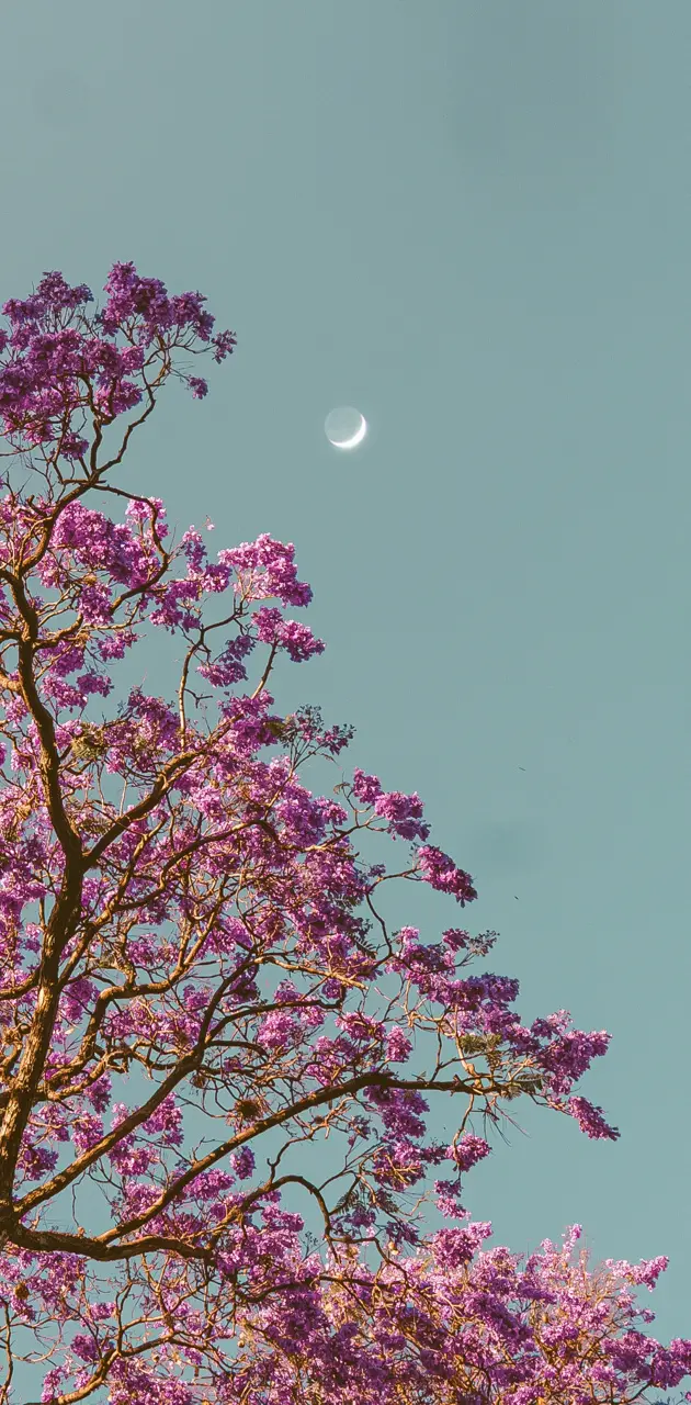 Jacaranda and moon