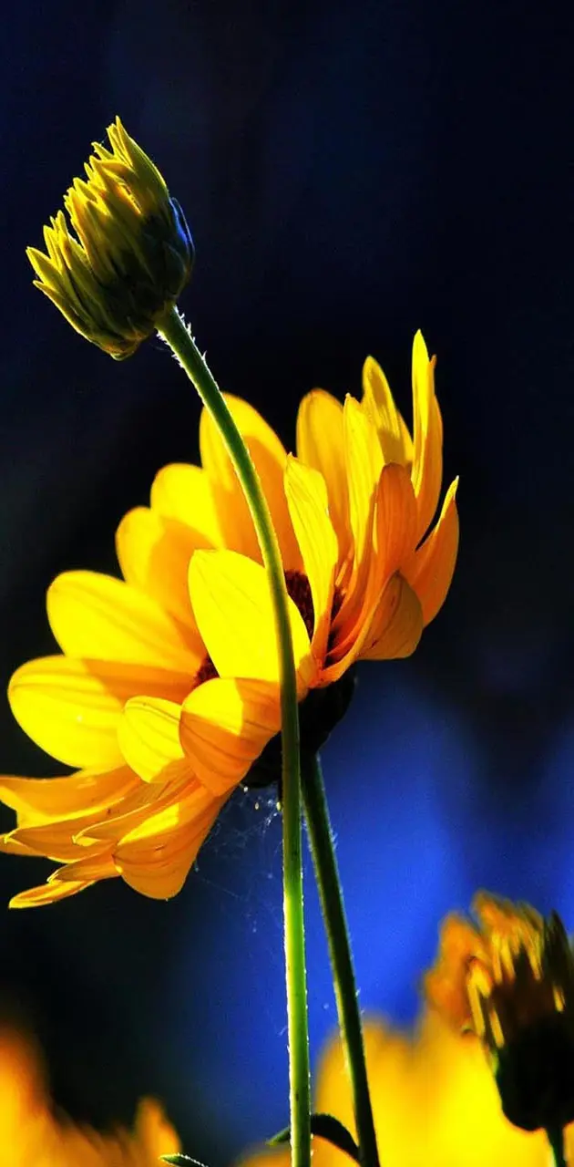 Yellow flower n buds