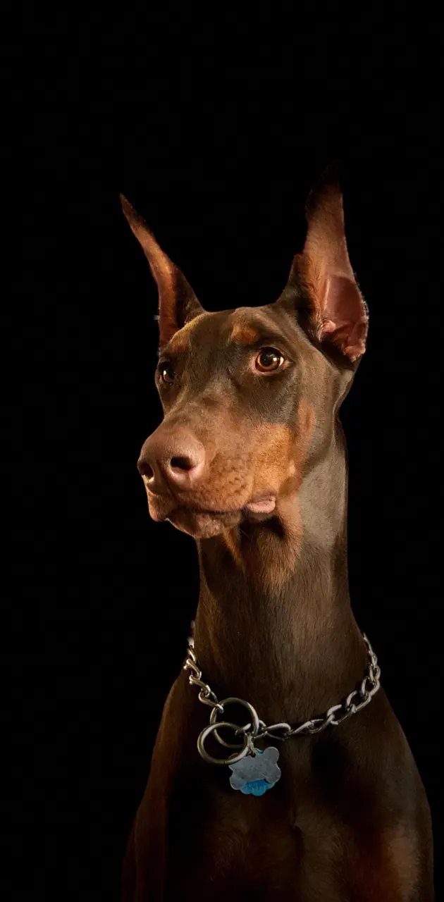 Doberman wallpaper by blackdogbrown - Download on ZEDGE™ | 4a03