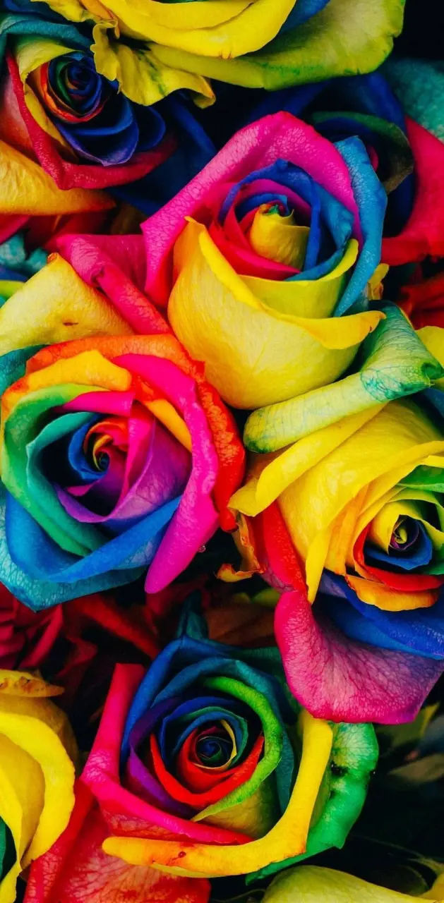 Multicolored Roses