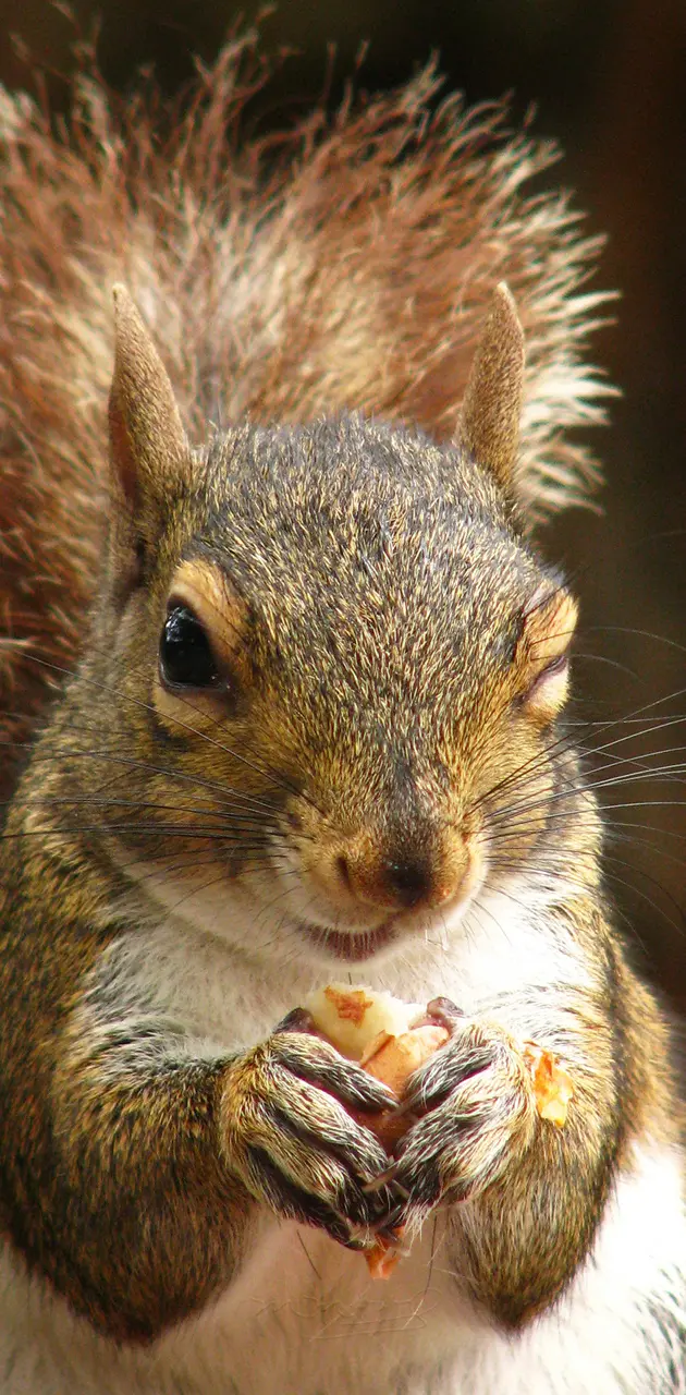 Squirrel Portrait