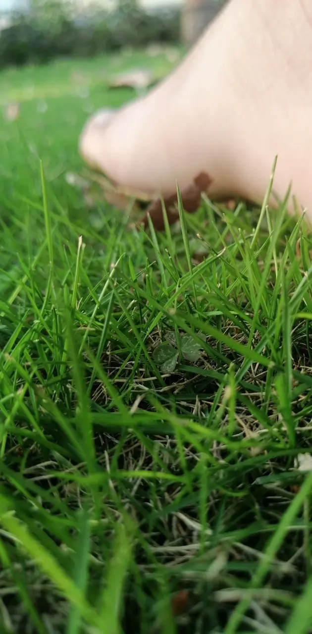 Grass