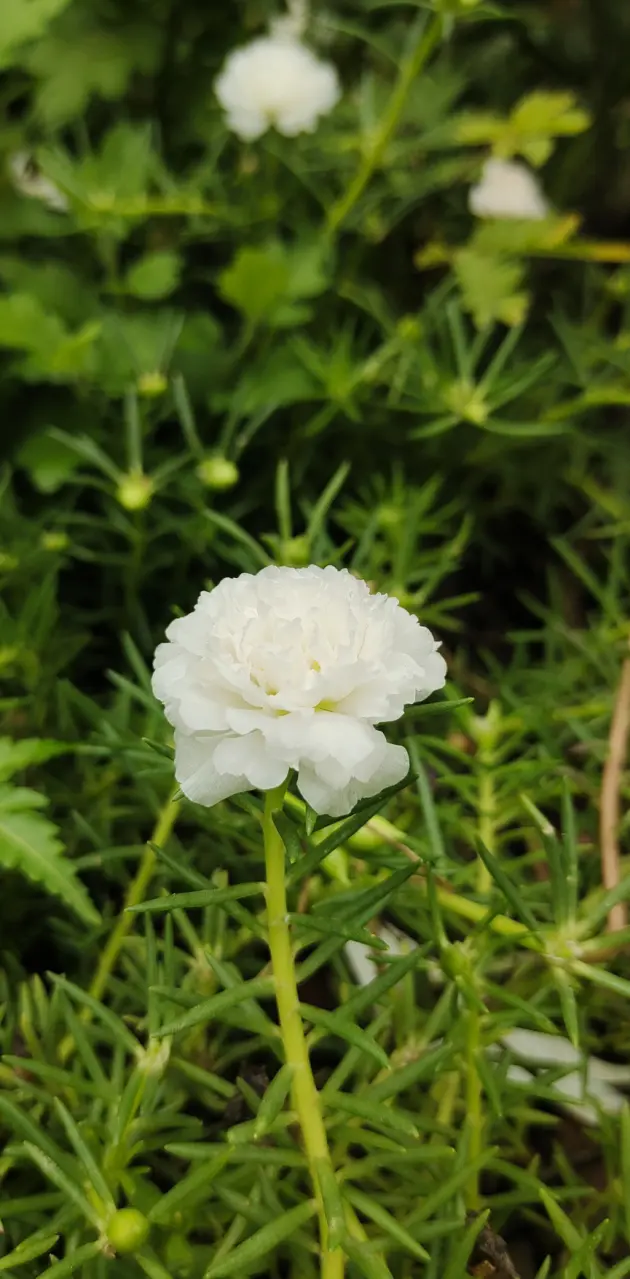 White 🤍 little flower