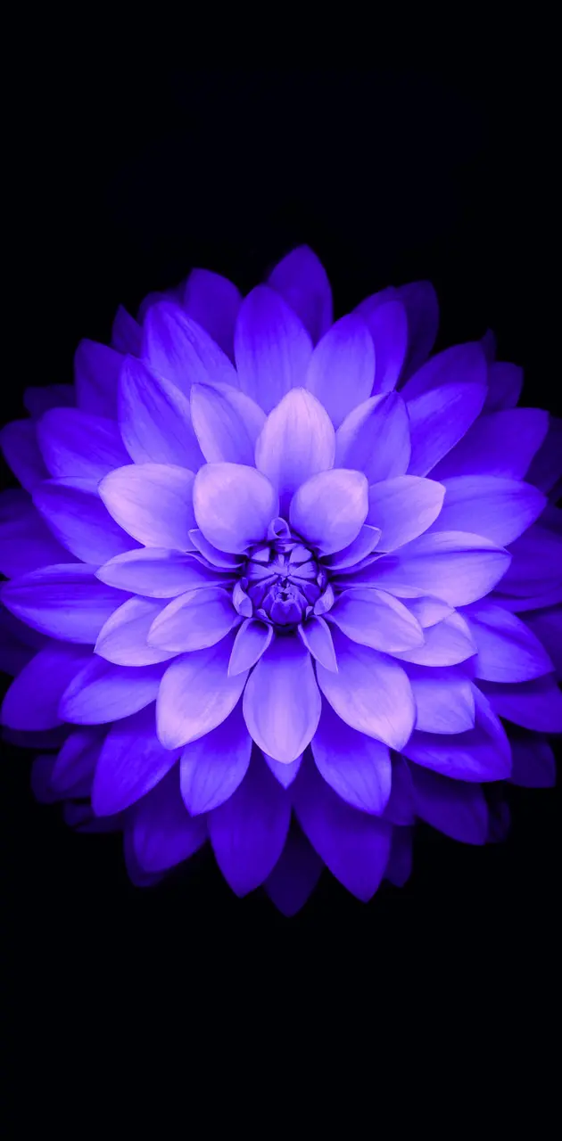 IOS Flower Purple