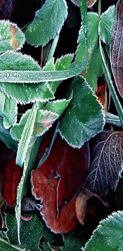Ice green leaves