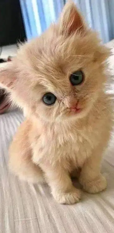 Kitty Cat Yavru Kedi