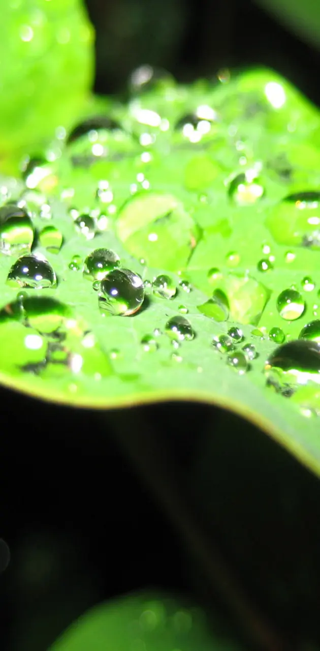Dew Drops wallpaper by _Hooria_ - Download on ZEDGE™ | 0311