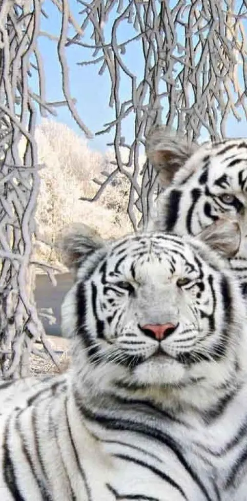 winter tigers