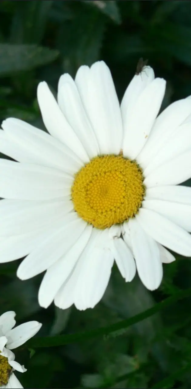 A Daisy For You