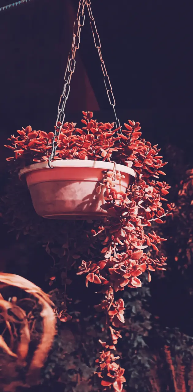 Red plant 