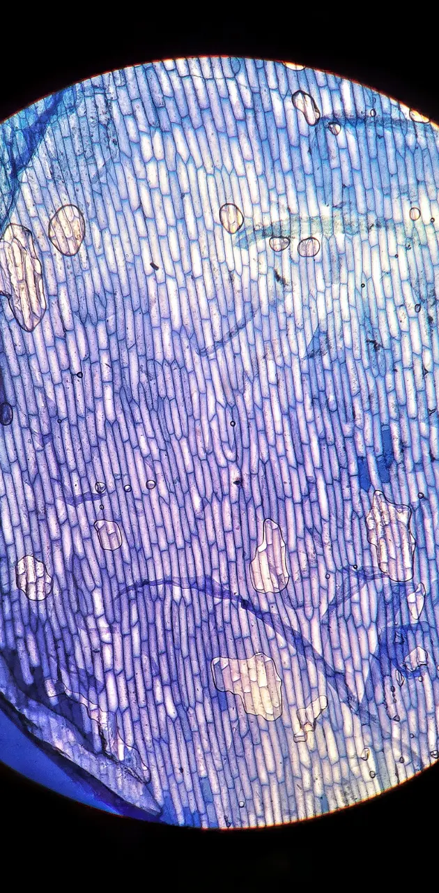 Imagem microscopica
