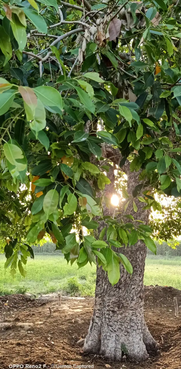 Sun behind the tree