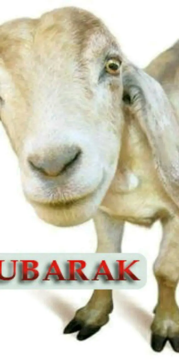 Eid ul adha Mubarak