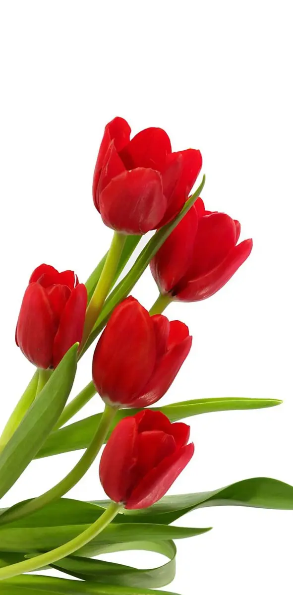 Tulips Hd
