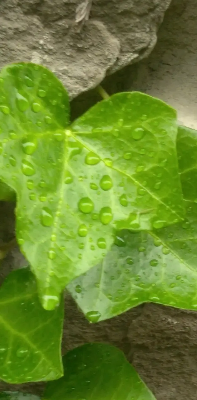 Raindrop leaves