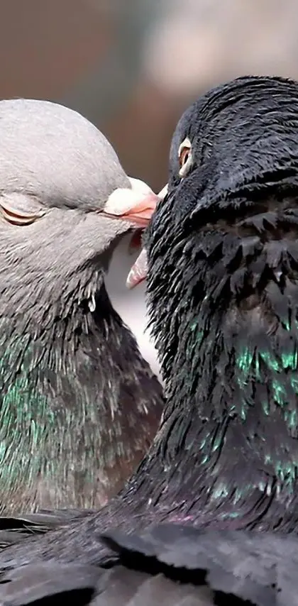 Pigeon Kiss