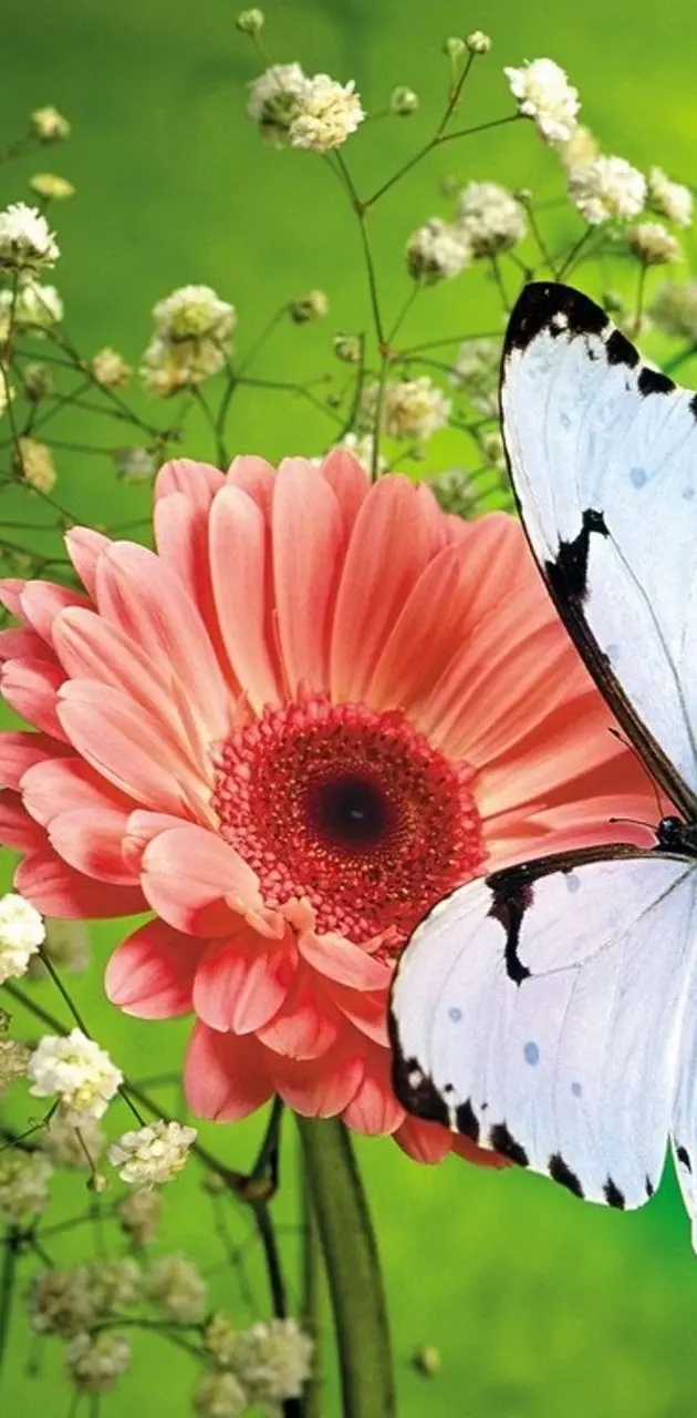 Flower butterfly