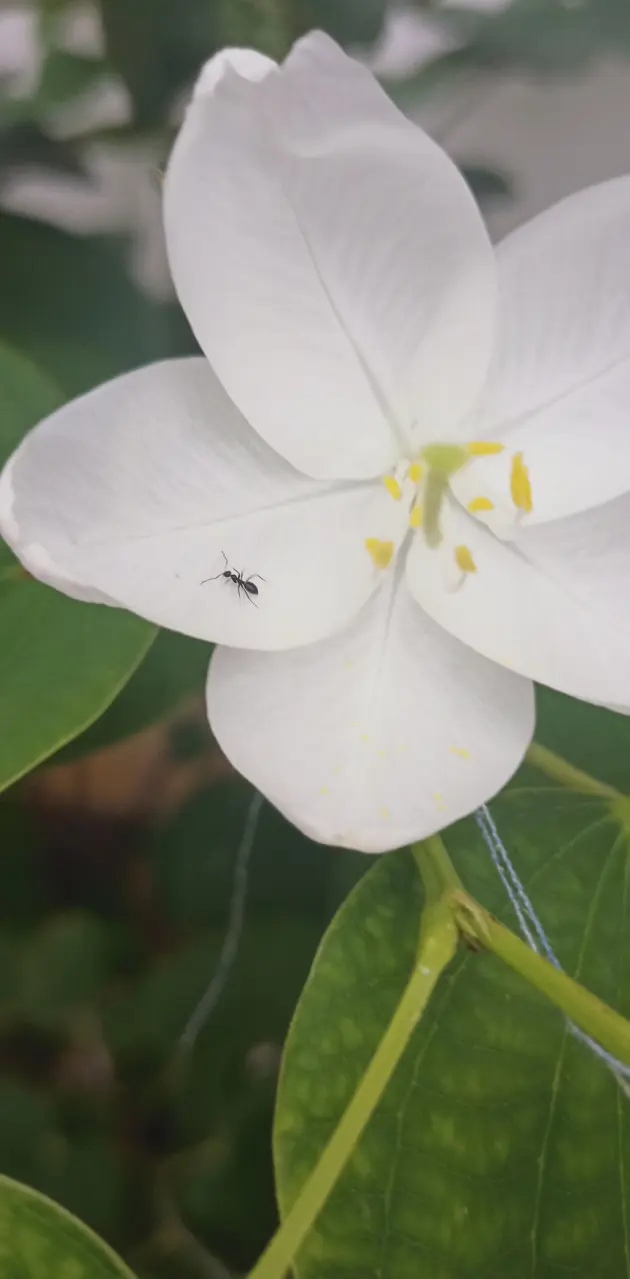 Ant and Flower