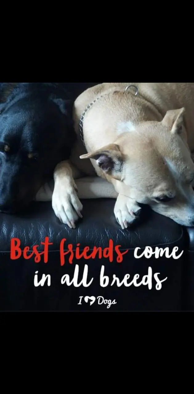 best friends 