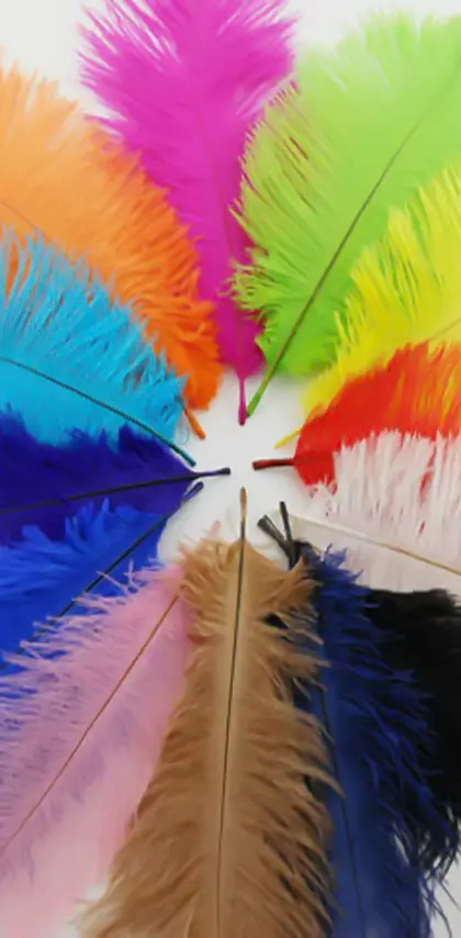Colorful Plumes Hd