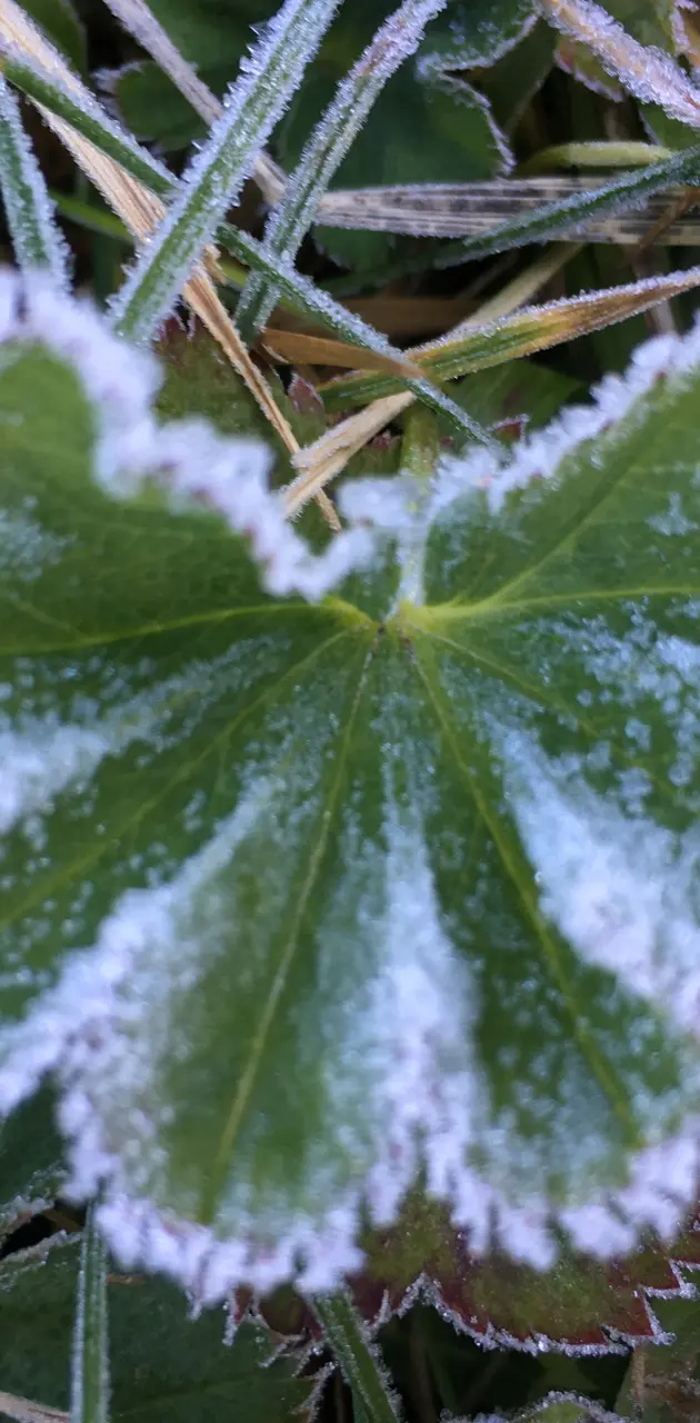 Frozen Plant