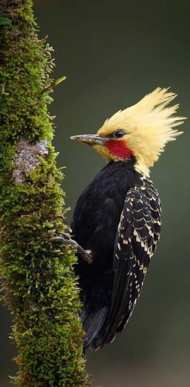 Blond woodpecker