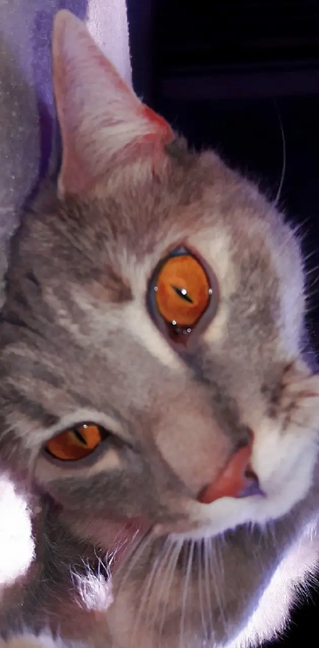 Kitty Cat Eyes