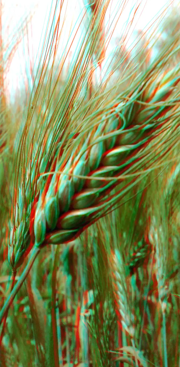 3d Wheat