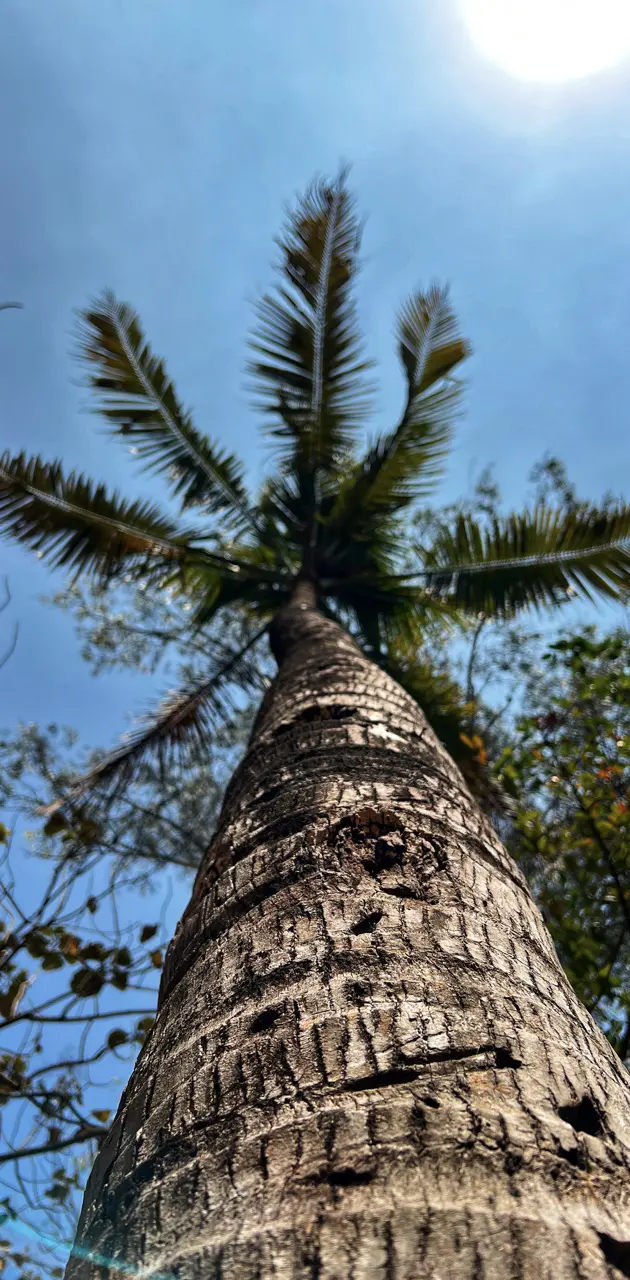 Coconut Tree
