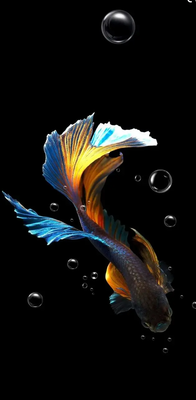 Fish Wallpaper 