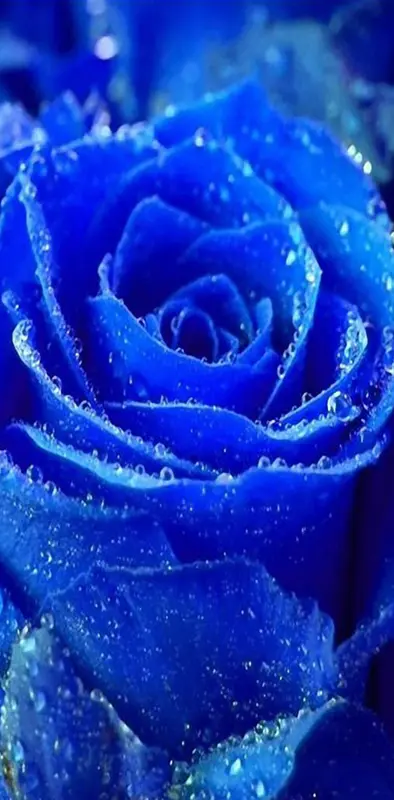 Cute Blue Rose