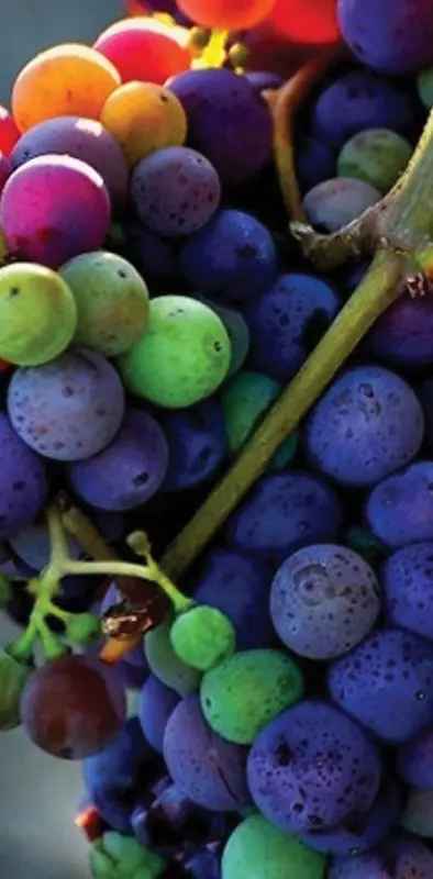 Colorful Grapes 2