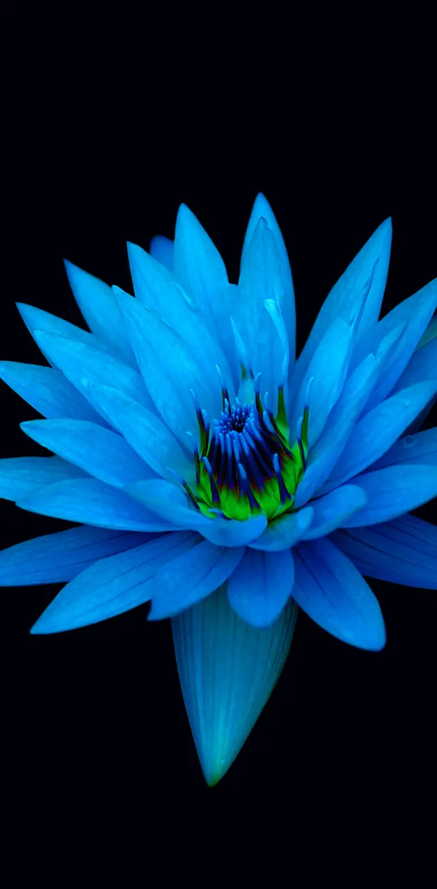 Blue Lotus intense